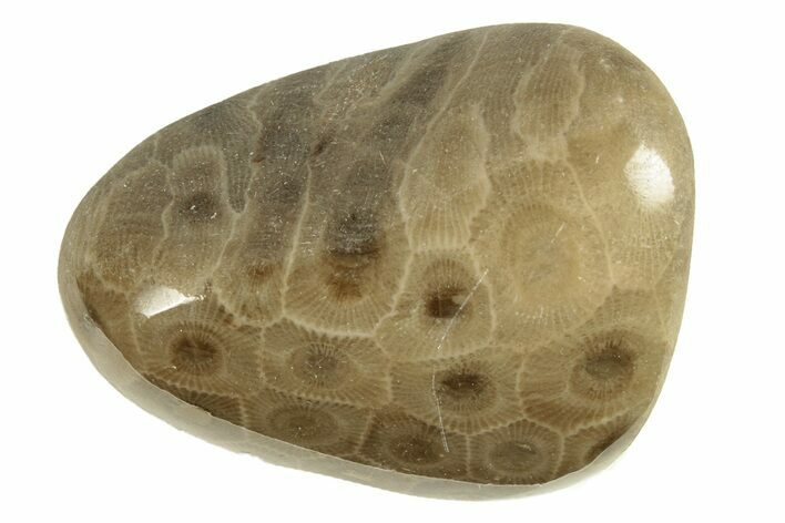 Polished Petoskey Stone (Fossil Coral) - Michigan #260113